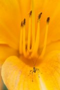 passeggiando_hemarocallis