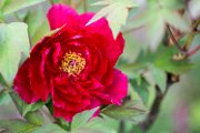 peonia2015-05