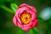 peonia2018-01