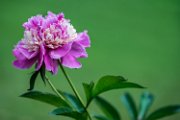 peonia2018-02