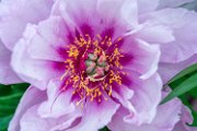 peonia2018-06