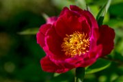 peonie2017-04