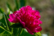 peonie2017-10