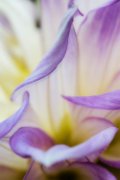 petali01