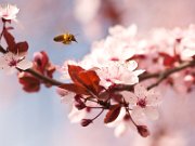 primavera01