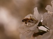 primavera02