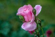 rosa02