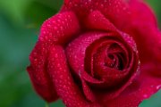 rosa07 (2)
