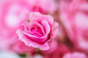 rosa07