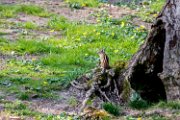 scoiattolo01_2
