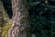 scoiattolo02_2