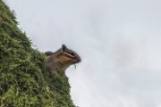 scoiattolo03_2
