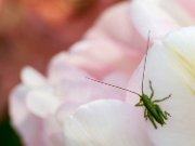 tulip_grillo01
