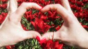 tulipani-cuore