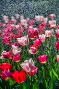 tulipani-innaffiati01