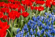 tulipani-muscari02