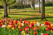 tulipani-parte-alta03