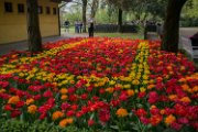 tulipani006