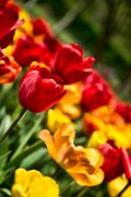 tulipani008