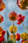 tulipani011