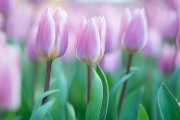tulipani04