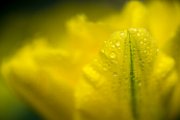 tulipani07 (2)