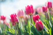 tulipani07