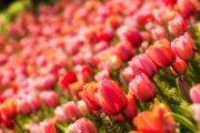 tulipani08