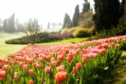 tulipani10
