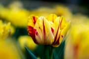 tulipani11