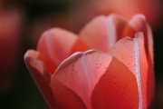 tulipani11_006