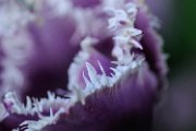tulipani19