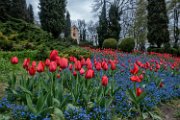 tulipani20