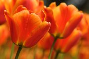 tulipani2010_01