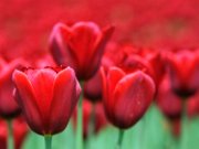 tulipani2010_03