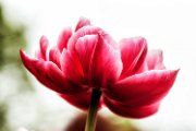 tulipani2012_01