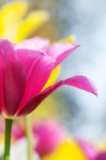 tulipani2013_011