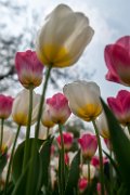 tulipani2013_021orig