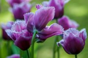 tulipani2013_093