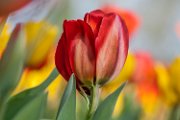 tulipani22