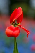 tulipani23