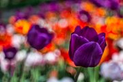tulipani37