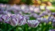 tulipani41