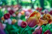 tulipani44