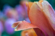 tulipani60