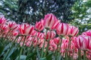 tulipani64