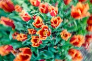 tulipani65giro