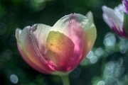 tulipani69