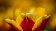 tulipani80