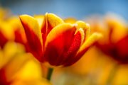 tulipani81